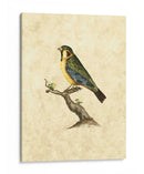 Selby Birds Ii - John Selby | Cuadro decorativo de Canvas Lab