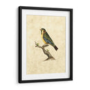 Selby Birds Ii - John Selby | Cuadro decorativo de Canvas Lab
