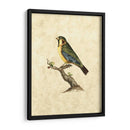 Selby Birds Ii - John Selby | Cuadro decorativo de Canvas Lab