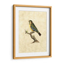 Selby Birds Ii - John Selby | Cuadro decorativo de Canvas Lab