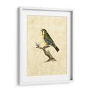 Selby Birds Ii - John Selby | Cuadro decorativo de Canvas Lab