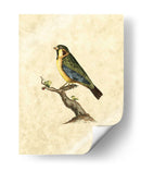 Selby Birds Ii - John Selby | Cuadro decorativo de Canvas Lab