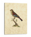 Selby Birds Iv - John Selby | Cuadro decorativo de Canvas Lab