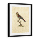 Selby Birds Iv - John Selby | Cuadro decorativo de Canvas Lab