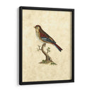 Selby Birds Iv - John Selby | Cuadro decorativo de Canvas Lab