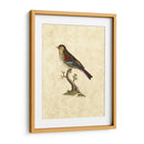 Selby Birds Iv - John Selby | Cuadro decorativo de Canvas Lab