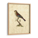 Selby Birds Iv - John Selby | Cuadro decorativo de Canvas Lab