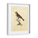 Selby Birds Iv - John Selby | Cuadro decorativo de Canvas Lab