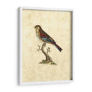 Selby Birds Iv - John Selby | Cuadro decorativo de Canvas Lab