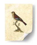 Selby Birds Iv - John Selby | Cuadro decorativo de Canvas Lab