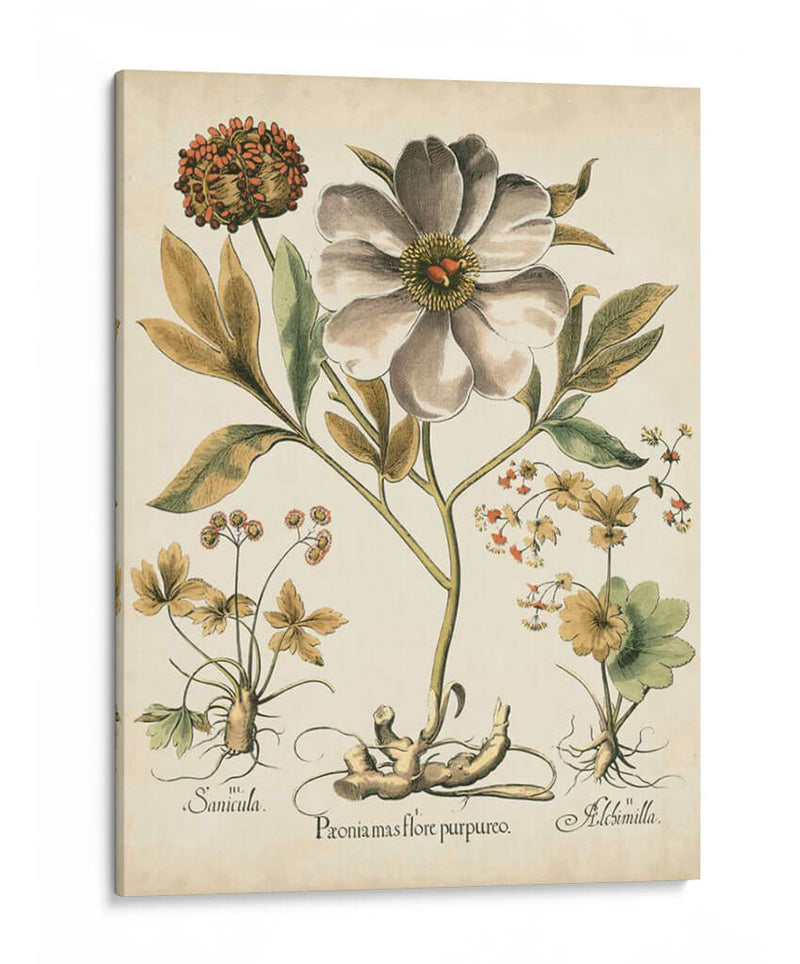 Peonies De Marfil Ii - Basilius Besler | Cuadro decorativo de Canvas Lab