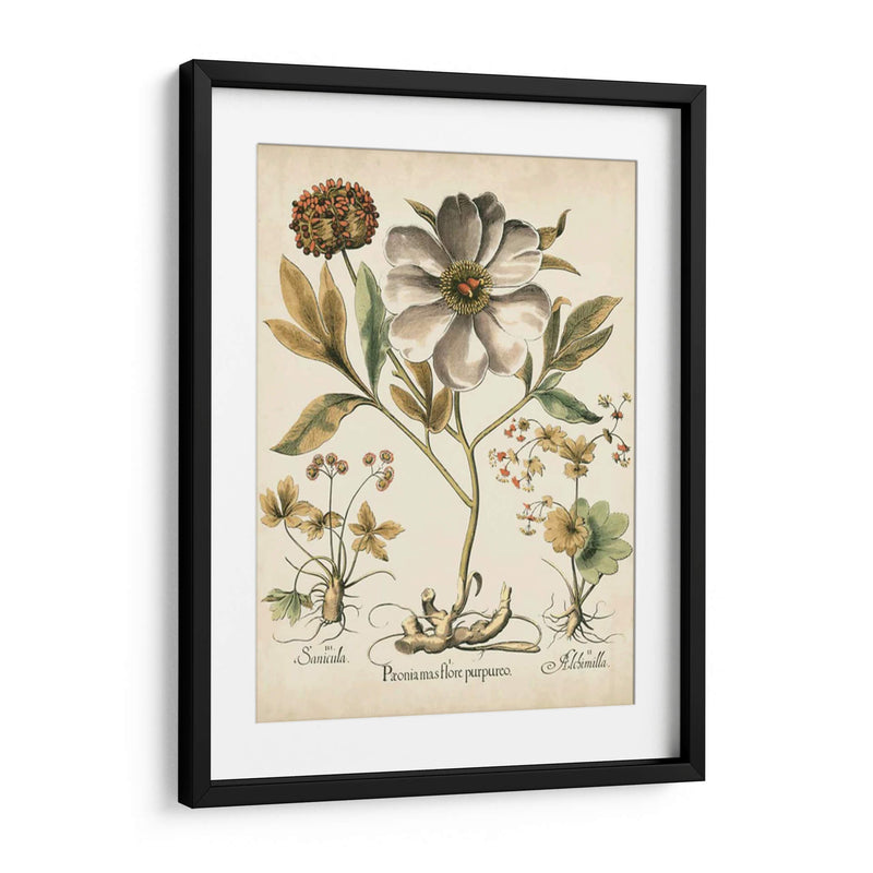 Peonies De Marfil Ii - Basilius Besler | Cuadro decorativo de Canvas Lab