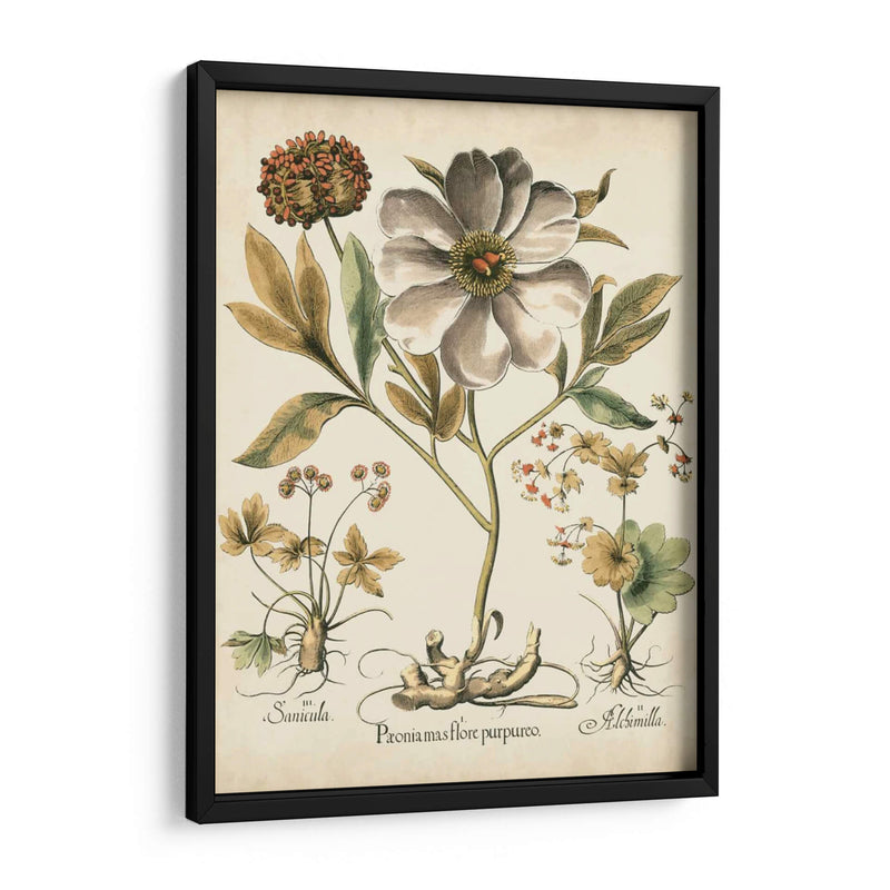 Peonies De Marfil Ii - Basilius Besler | Cuadro decorativo de Canvas Lab