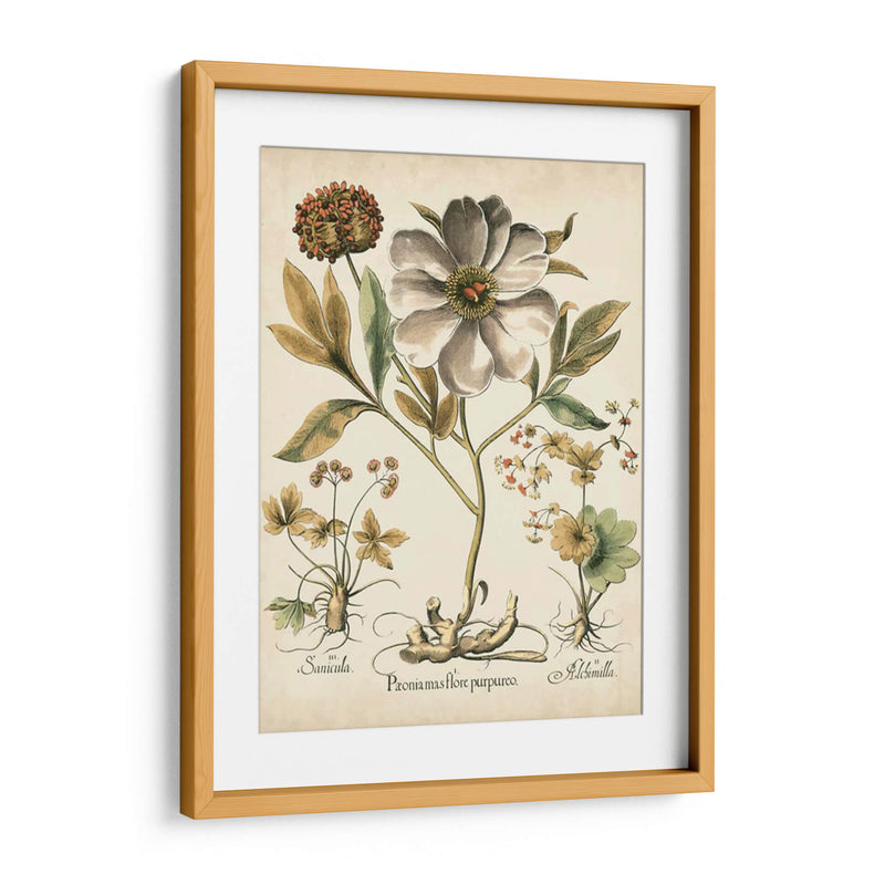 Peonies De Marfil Ii - Basilius Besler | Cuadro decorativo de Canvas Lab