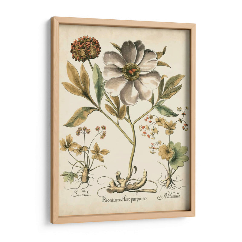 Peonies De Marfil Ii - Basilius Besler | Cuadro decorativo de Canvas Lab