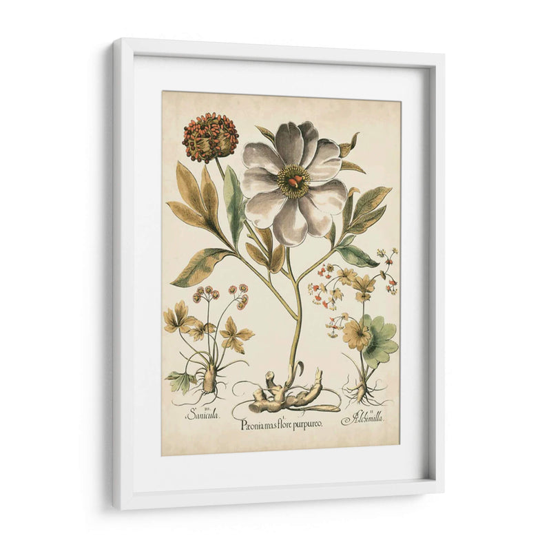 Peonies De Marfil Ii - Basilius Besler | Cuadro decorativo de Canvas Lab