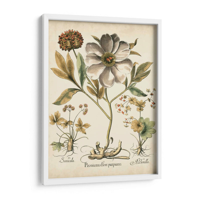 Peonies De Marfil Ii - Basilius Besler | Cuadro decorativo de Canvas Lab