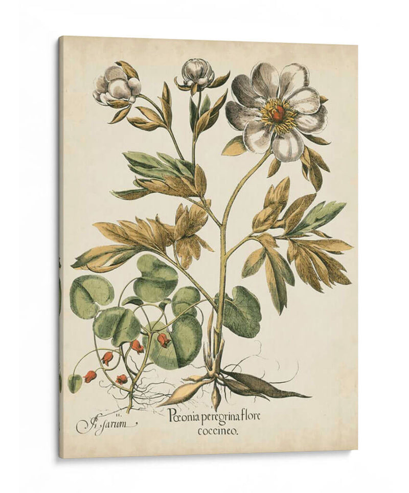 Peonies De Marfil Iii - Basilius Besler | Cuadro decorativo de Canvas Lab