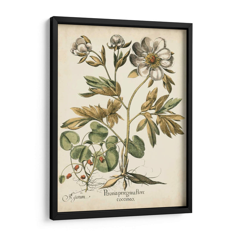 Peonies De Marfil Iii - Basilius Besler | Cuadro decorativo de Canvas Lab