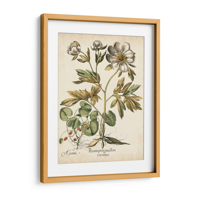 Peonies De Marfil Iii - Basilius Besler | Cuadro decorativo de Canvas Lab