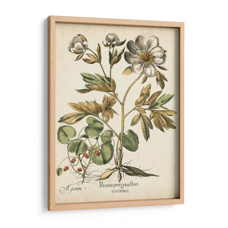 Peonies De Marfil Iii - Basilius Besler | Cuadro decorativo de Canvas Lab