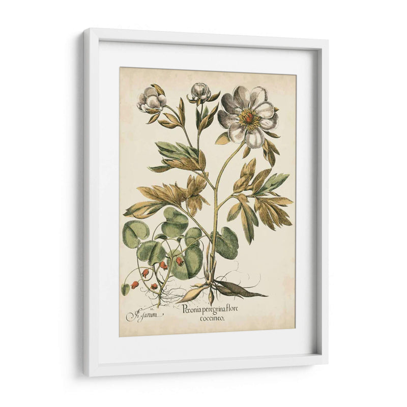 Peonies De Marfil Iii - Basilius Besler | Cuadro decorativo de Canvas Lab