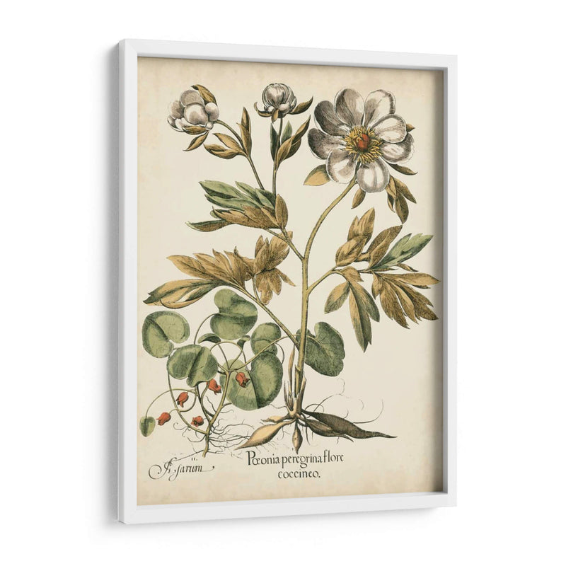 Peonies De Marfil Iii - Basilius Besler | Cuadro decorativo de Canvas Lab