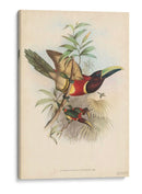 Toucans Tropicales Iii - John Gould | Cuadro decorativo de Canvas Lab