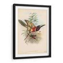 Toucans Tropicales Iii - John Gould | Cuadro decorativo de Canvas Lab