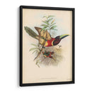 Toucans Tropicales Iii - John Gould | Cuadro decorativo de Canvas Lab
