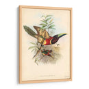 Toucans Tropicales Iii - John Gould | Cuadro decorativo de Canvas Lab