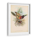 Toucans Tropicales Iii - John Gould | Cuadro decorativo de Canvas Lab