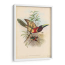 Toucans Tropicales Iii - John Gould | Cuadro decorativo de Canvas Lab