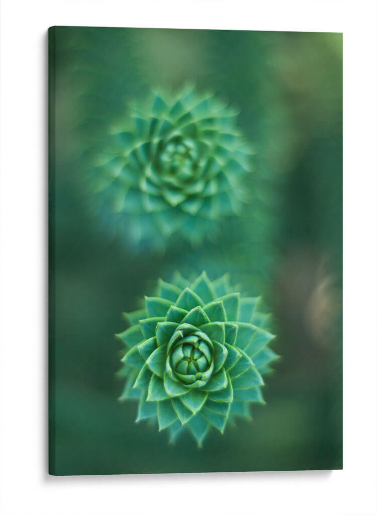 Gira que gira | Cuadro decorativo de Canvas Lab