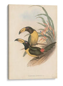Toucanes Tropicales Iv - John Gould | Cuadro decorativo de Canvas Lab