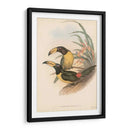 Toucanes Tropicales Iv - John Gould | Cuadro decorativo de Canvas Lab