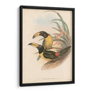 Toucanes Tropicales Iv - John Gould | Cuadro decorativo de Canvas Lab
