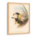 Toucanes Tropicales Iv - John Gould | Cuadro decorativo de Canvas Lab