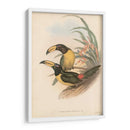Toucanes Tropicales Iv - John Gould | Cuadro decorativo de Canvas Lab