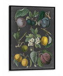 Variedades De Huerta Iv - Vision Studio | Cuadro decorativo de Canvas Lab