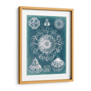 Blueprint De Sealife Ii - Vision Studio | Cuadro decorativo de Canvas Lab