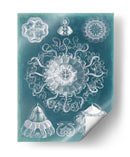 Blueprint De Sealife Ii - Vision Studio | Cuadro decorativo de Canvas Lab