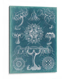Blueprint Iii De Sealife - Vision Studio | Cuadro decorativo de Canvas Lab