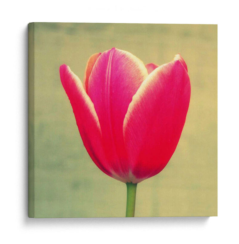 Tulipán En Fucsia I - Lillian Bell | Cuadro decorativo de Canvas Lab