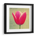 Tulipán En Fucsia I - Lillian Bell | Cuadro decorativo de Canvas Lab