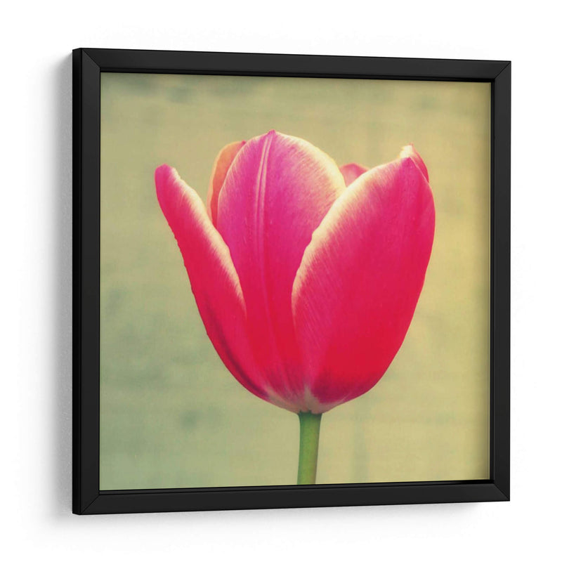 Tulipán En Fucsia I - Lillian Bell | Cuadro decorativo de Canvas Lab