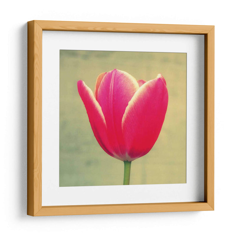 Tulipán En Fucsia I - Lillian Bell | Cuadro decorativo de Canvas Lab