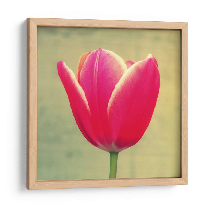 Tulipán En Fucsia I - Lillian Bell | Cuadro decorativo de Canvas Lab