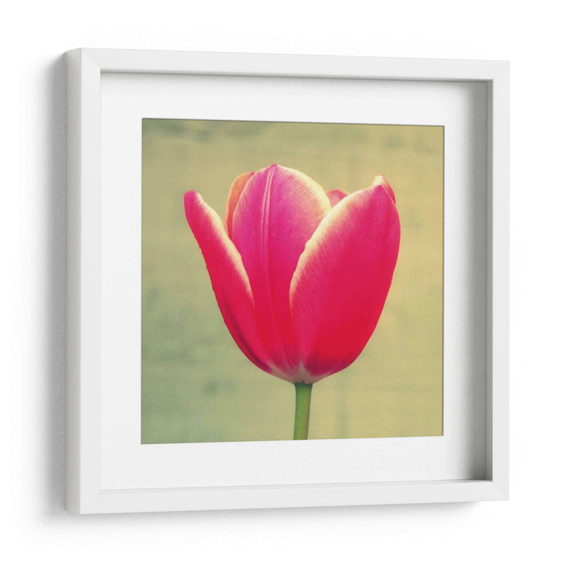 Tulipán En Fucsia I - Lillian Bell | Cuadro decorativo de Canvas Lab