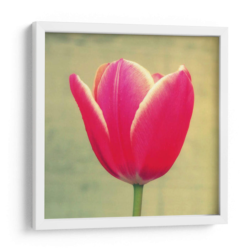 Tulipán En Fucsia I - Lillian Bell | Cuadro decorativo de Canvas Lab